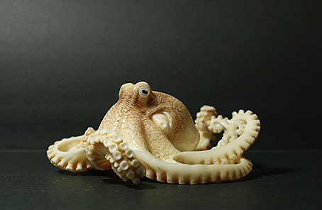Octopus002b